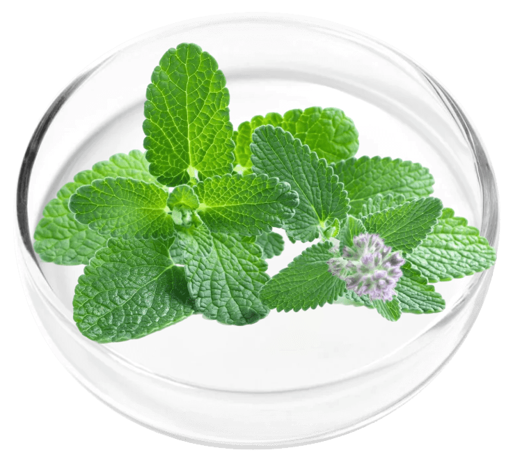 Peppermint