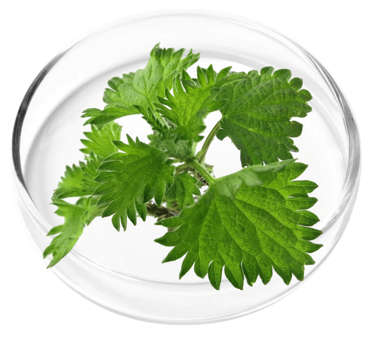 Chlorophyllin